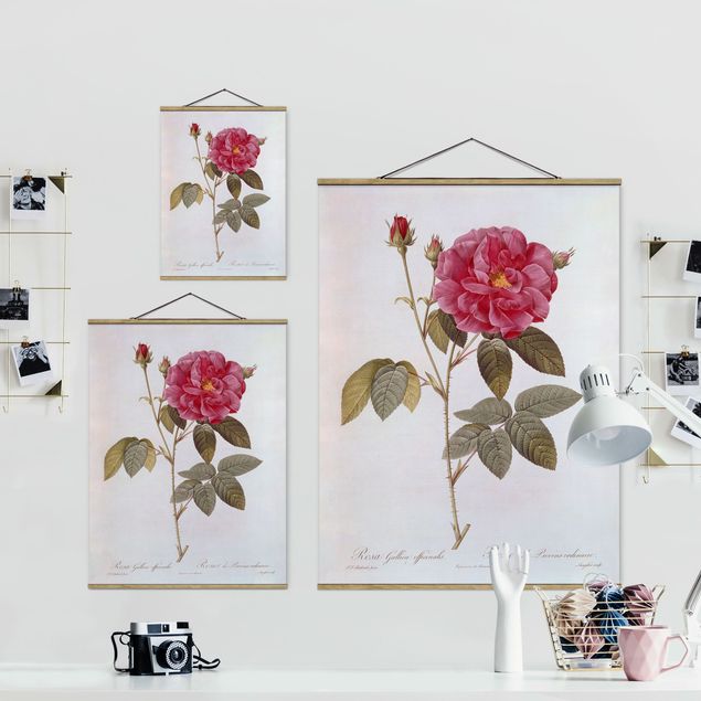 Obrazy z motywem kwiatowym Pierre Joseph Redouté - Róża aptekarska