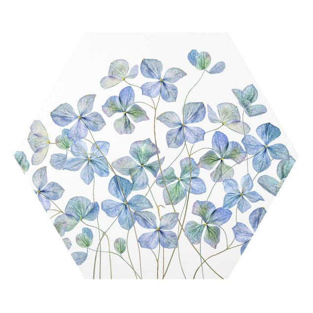 Obrazy kwiatowe Błękitne kwiaty hortensji
