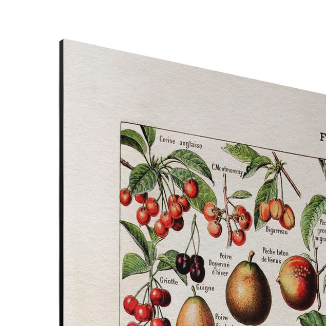 Kolorowe obrazy Tablica edukacyjna w stylu vintage Owoce