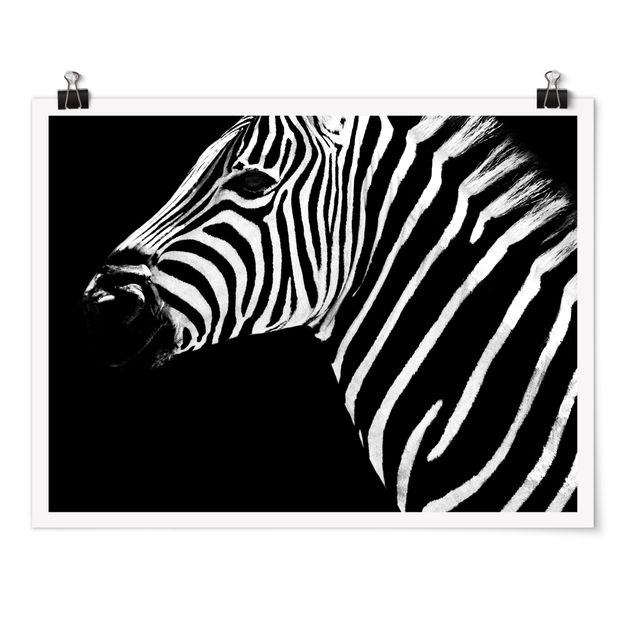 Zwierzęta obrazy Zebra Safari Art