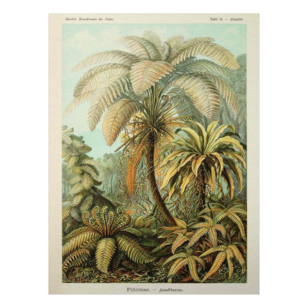 Obrazy do salonu Botanika Vintage Ilustracja paproci liściastych