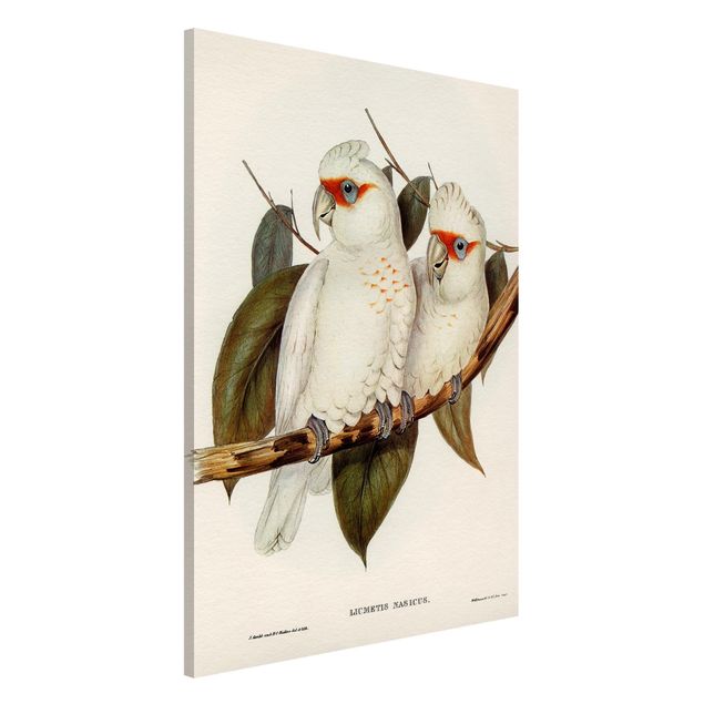 Dekoracja do kuchni Ilustracja w stylu vintage Biały kakadu