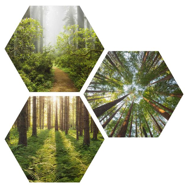 Obraz heksagonalny z Forex 3-częściowy - Trio leśne