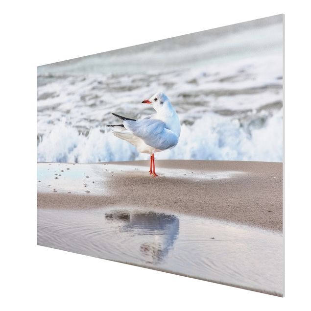 Obrazy nowoczesne Mewa na plaży przed morzem