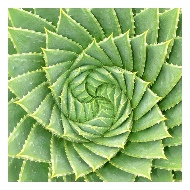 Folia samoprzylepna wzory Aloes spiralny