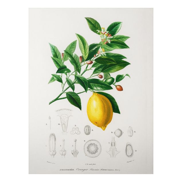 Dekoracja do kuchni Botany Vintage Illustration Lemon