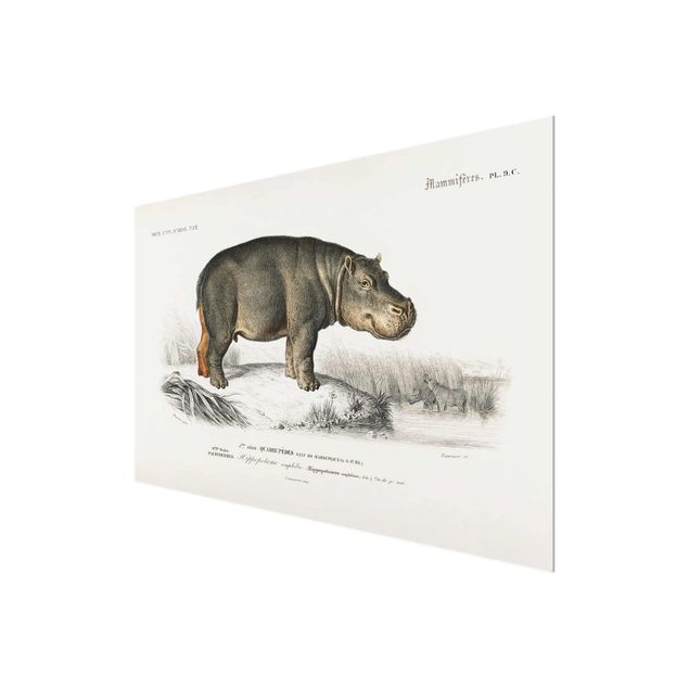 Obrazy do salonu nowoczesne Tablica edukacyjna w stylu vintage Hipopotam