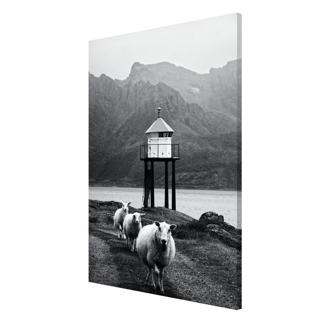 Obrazy nowoczesny Trzy owce na Lofotach