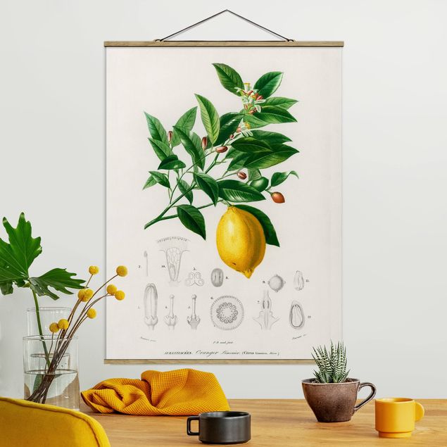 Obrazy z owocami Botany Vintage Illustration Lemon