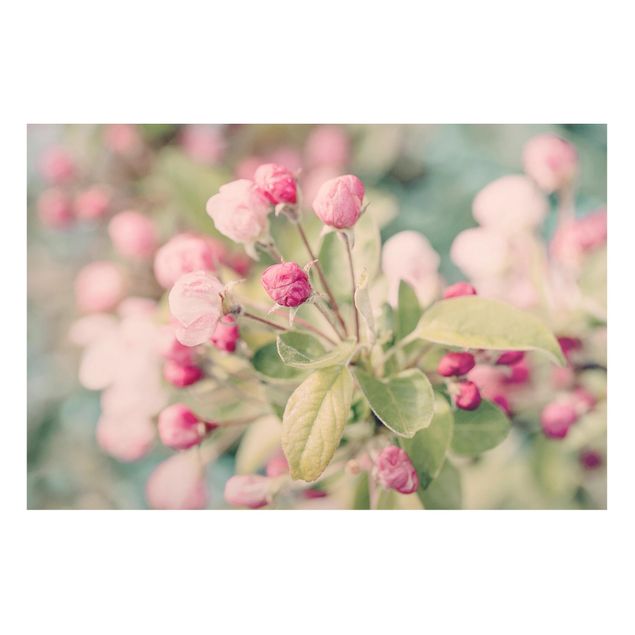 Obrazy do salonu Kwiat jabłoni bokeh różowy