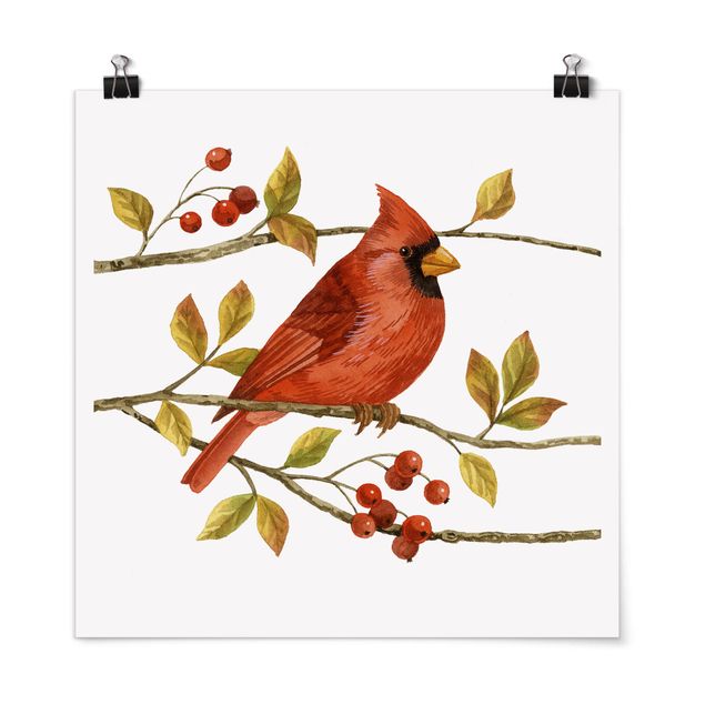 Obrazy nowoczesny Ptaki i jagody - Czerwony kardynał