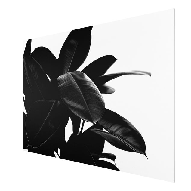 Obrazy nowoczesny Rubber Tree Leaves czarno-biały