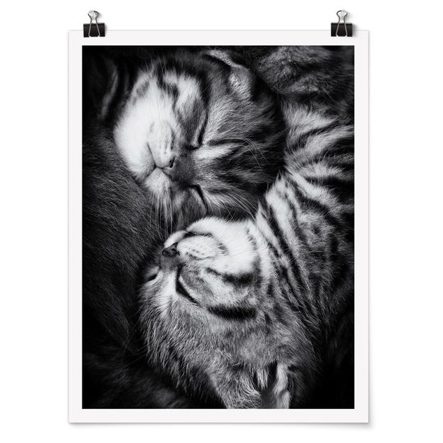 Zwierzęta obrazy Dwa kocięta