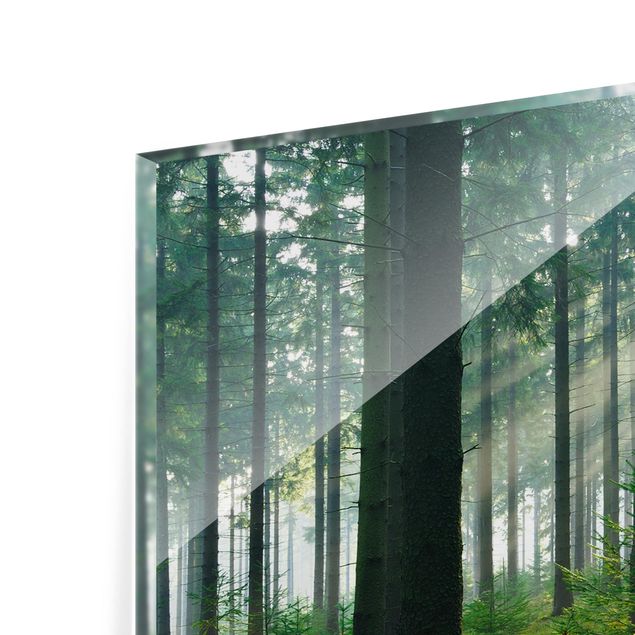 Panel szklany do kuchni - Świetlany las