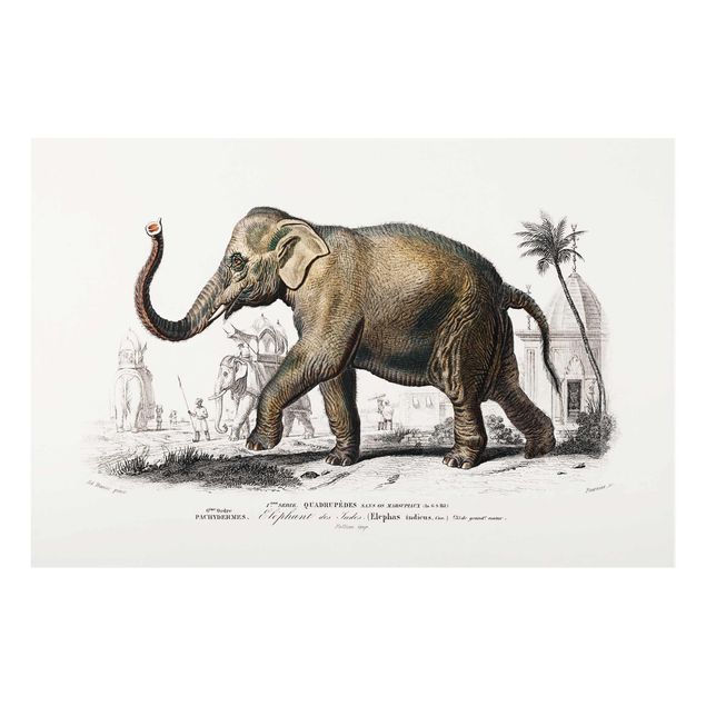 Obrazy na szkle zwierzęta Tablica edukacyjna w stylu vintage Słoń