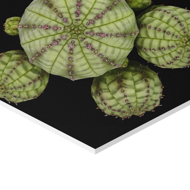 Obraz heksagonalny z Forex - Euphorbia - jeżogłówka