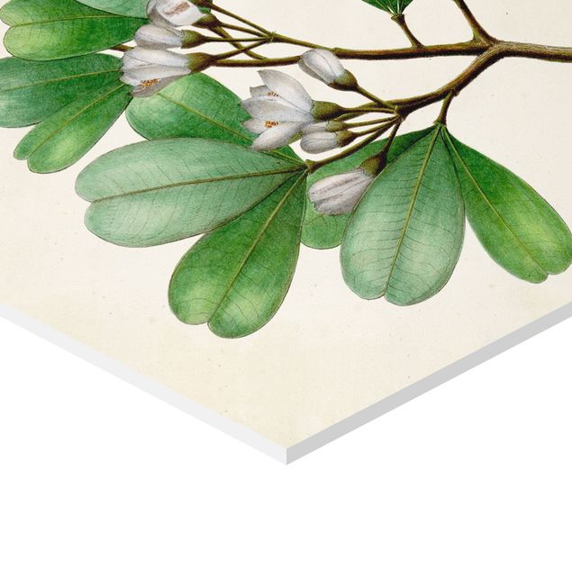 Obraz heksagonalny z Forex 4-częściowy - Zestaw ekspozycyjny drzew liściastych I