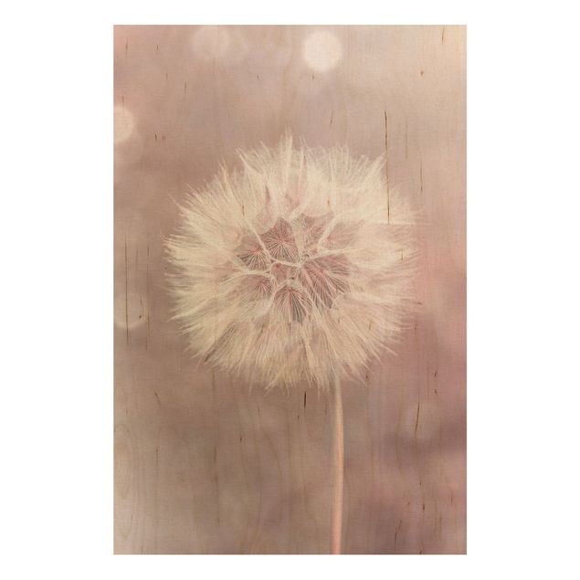 Andrea Haase obrazy  dandelion bokeh różowy