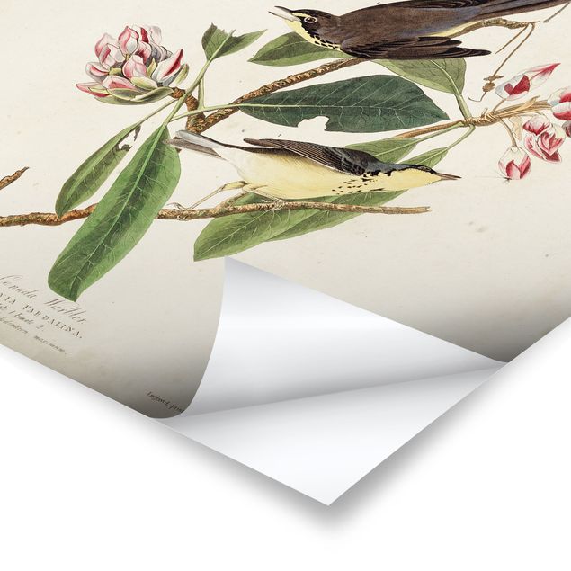 Obrazy motywy kwiatowe Tablica edukacyjna w stylu vintage Warbler
