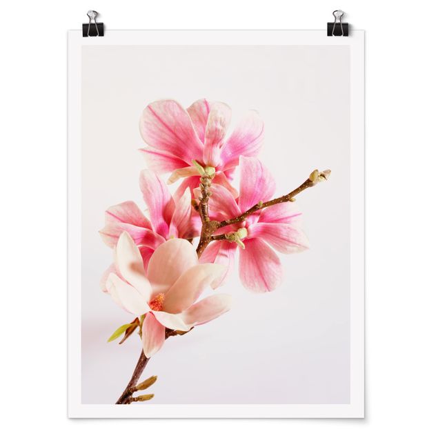 Obraz różowy Kwiaty magnolii