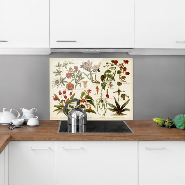 Panele szklane do kuchni Tablica edukacyjna w stylu vintage Botanika tropikalna II