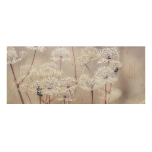 Obrazy na ścianę Pierzaste kwiaty polne