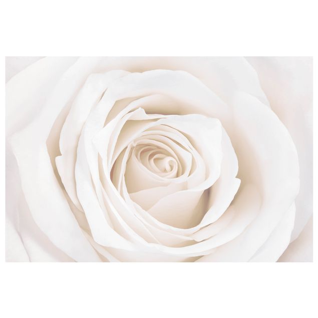 Folia okienna do salonu Piękna biała róża