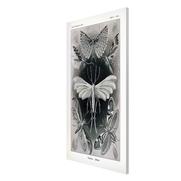 Obrazy motyl Tablica edukacyjna w stylu vintage Motyle i ćmy