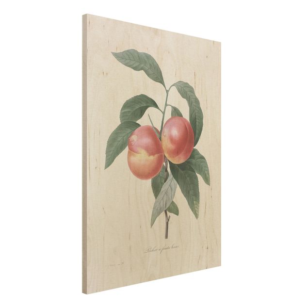 Dekoracja do kuchni Botany Vintage Illustration Peach