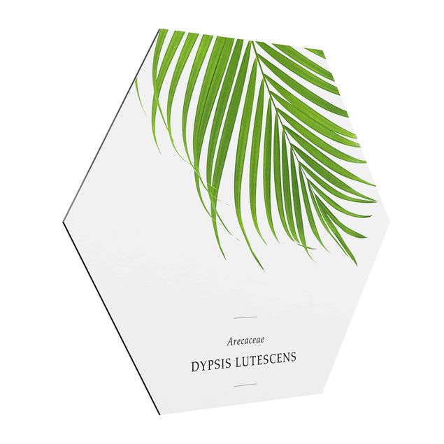 Obraz heksagonalny z Alu-Dibond - Tropikalny liść palmy Areca