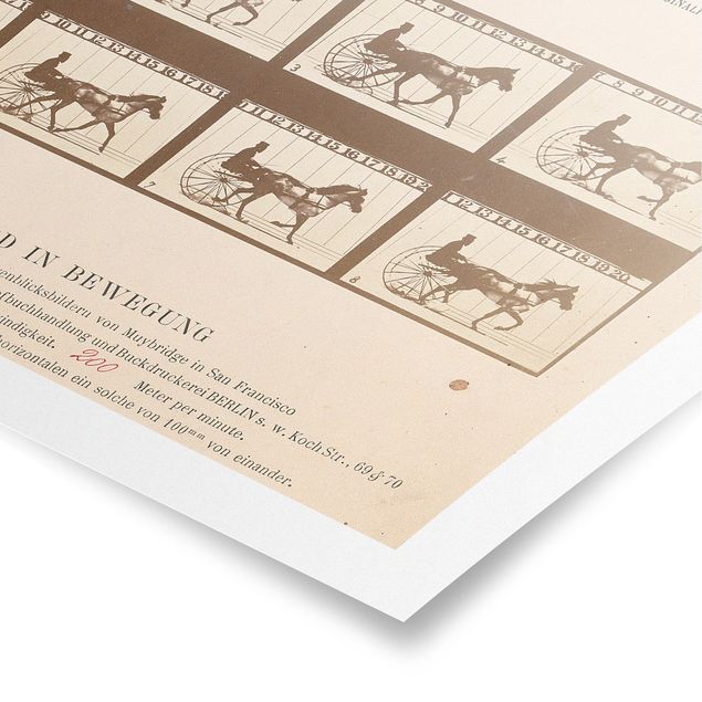 Obrazy ze zwierzętami Eadweard Muybridge - Koń w ruchu