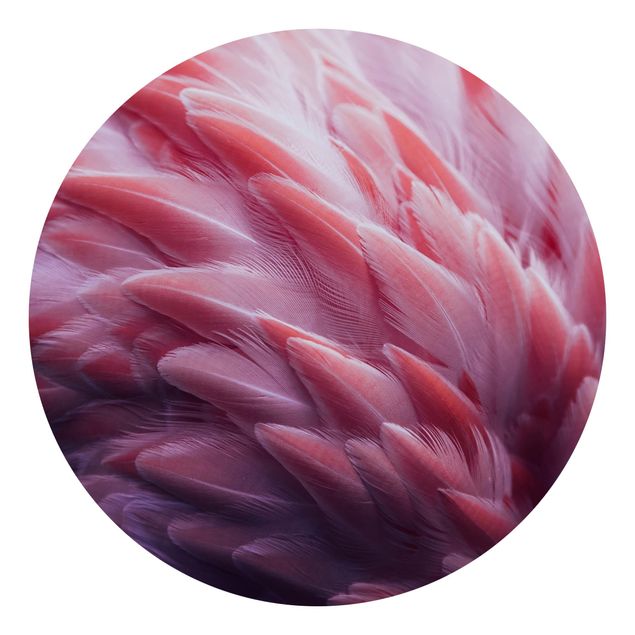 Fototapety Zbliżenie na pióra flaminga