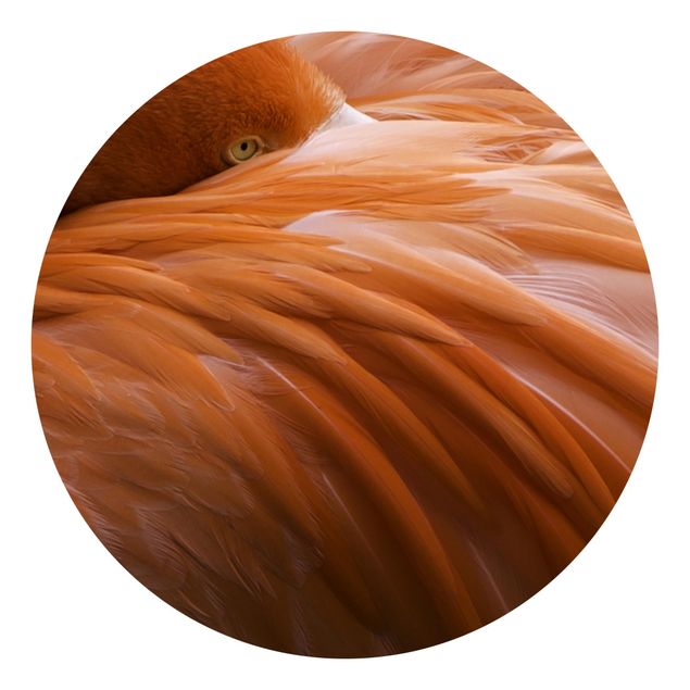 Fototapety zwierzęta Pióra flaminga