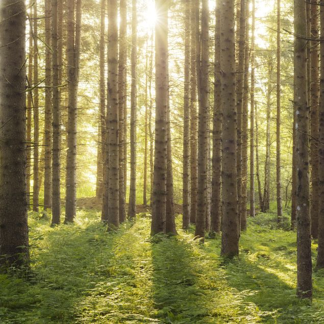 Rainer Mirau obrazy Promienie słońca w zielonym lesie