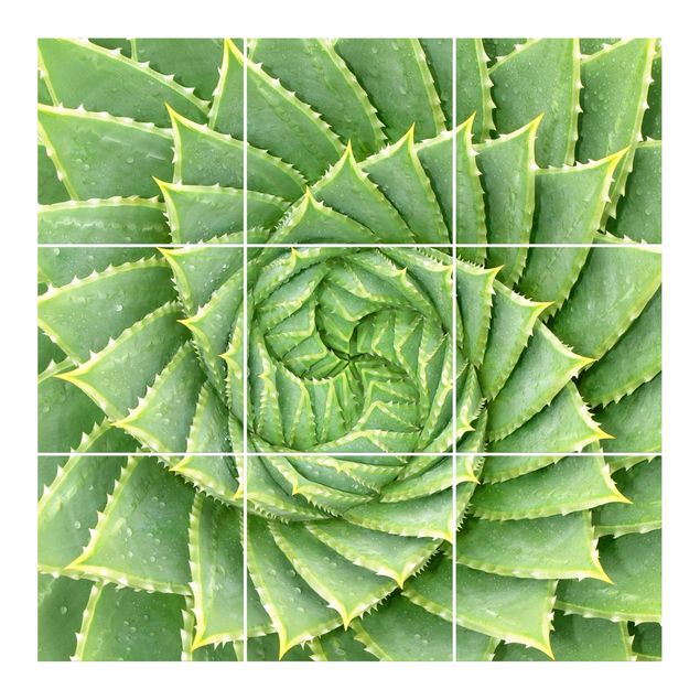 Naklejka na płytki - Aloes spiralny
