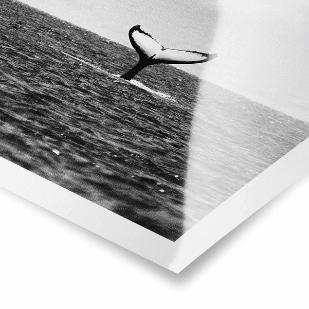 Czarno białe obrazki Tail Fin In Mid Ocean