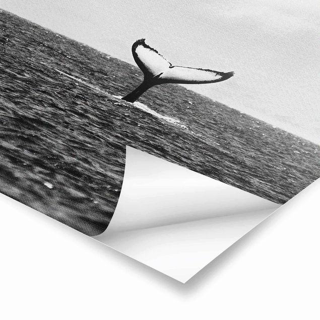 Plakaty czarno białe Tail Fin In Mid Ocean