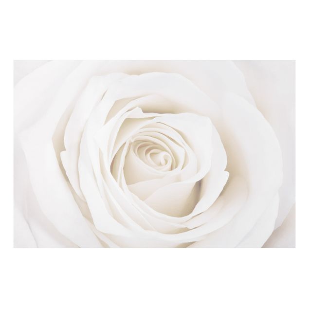 Obrazy do salonu nowoczesne Piękna biała róża