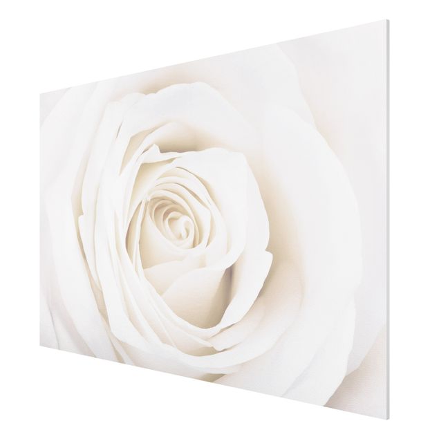 Nowoczesne obrazy Piękna biała róża