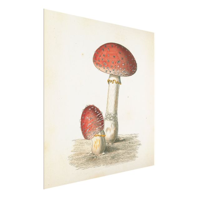 Obrazy vintage French mushrooms II