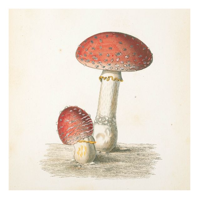 Obrazy retro French mushrooms II