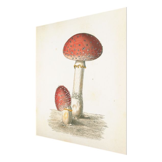 Obrazy na ścianę French mushrooms II