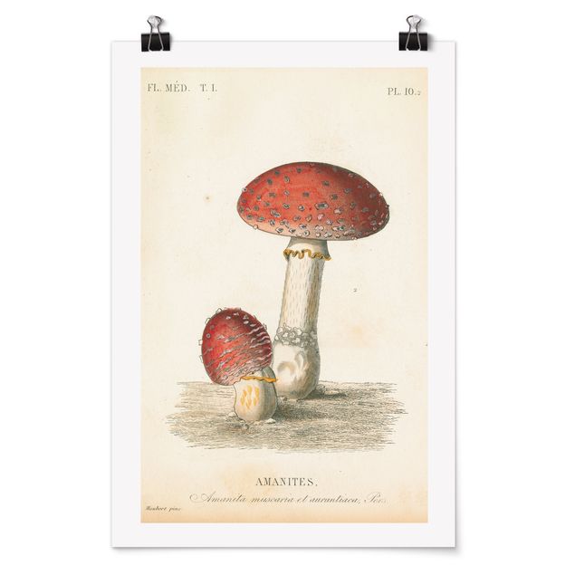 Retro obrazy French mushrooms II