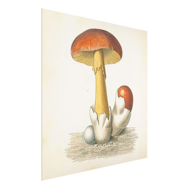 Obrazy vintage French Mushrooms