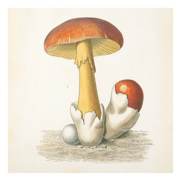 Obrazy retro French Mushrooms
