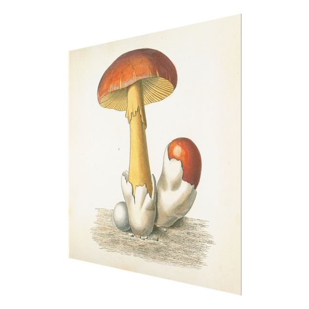 Obrazy na ścianę French Mushrooms