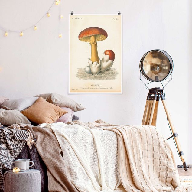 Obrazy do salonu nowoczesne French Mushrooms