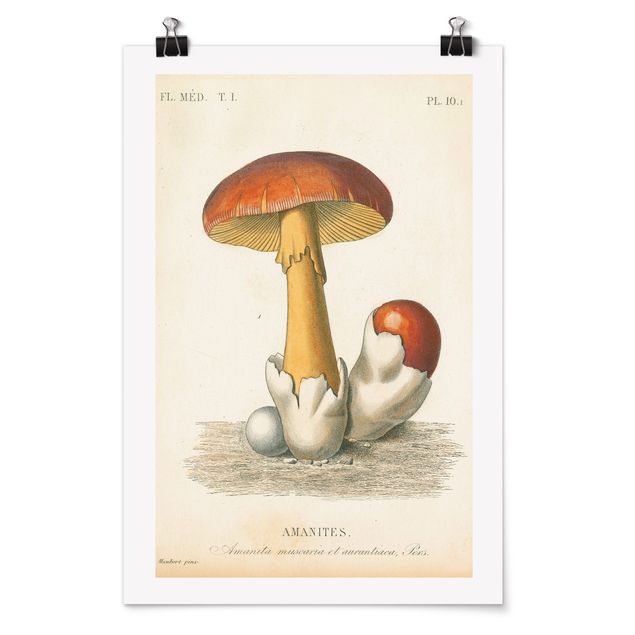 Obrazy retro French Mushrooms