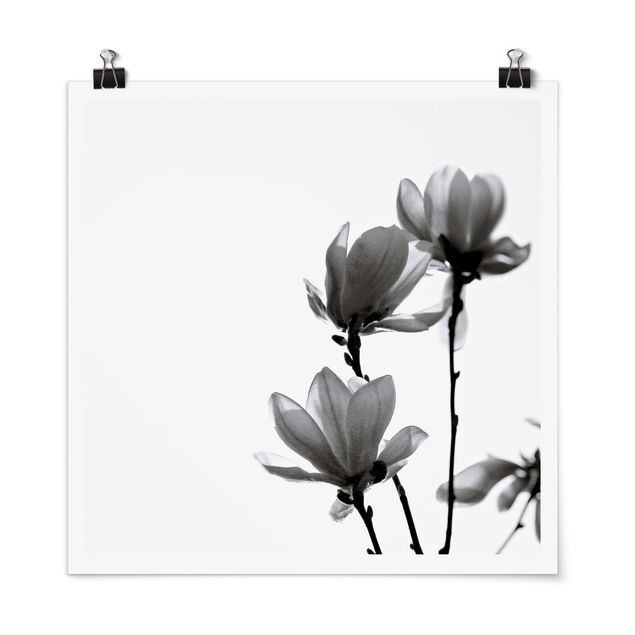 Obrazki czarno białe Spring Messenger Magnolia czarno-biały