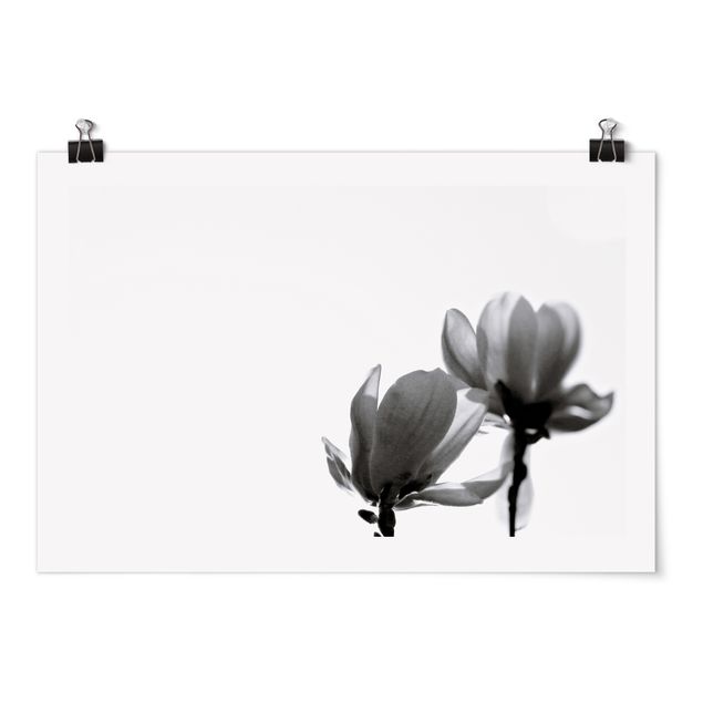 Obrazki czarno białe Spring Messenger Magnolia czarno-biały